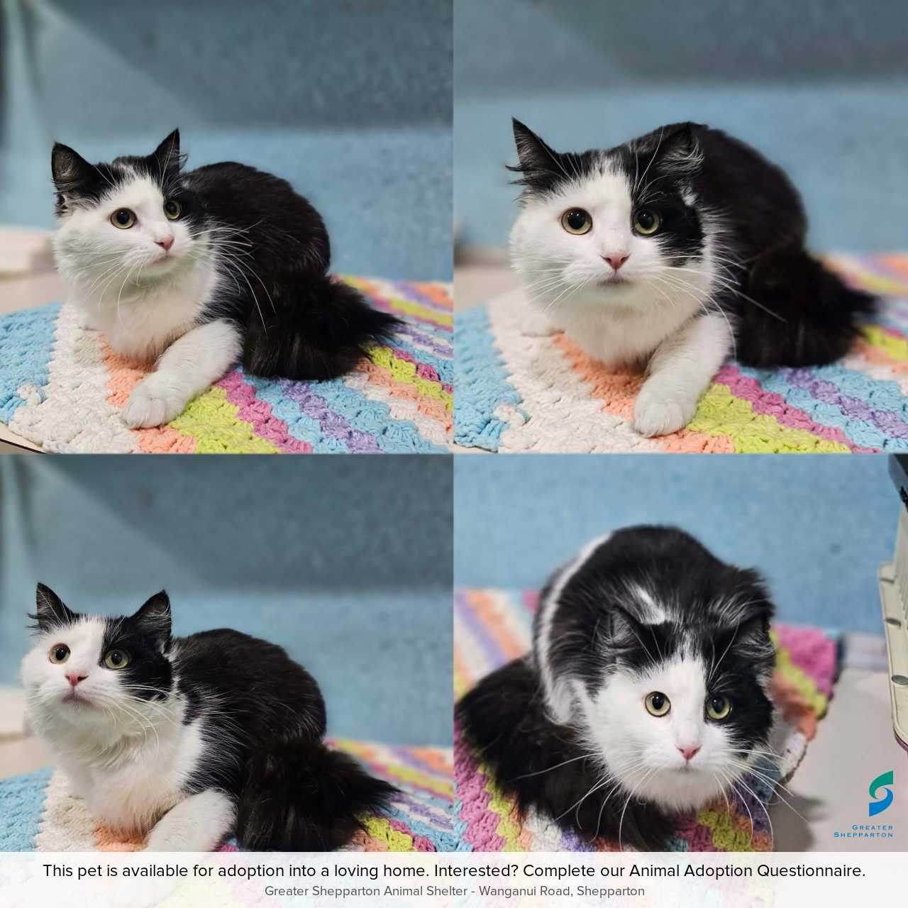 C260774 Nova