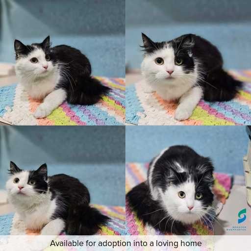 Photo of cat with ID of : C260774.