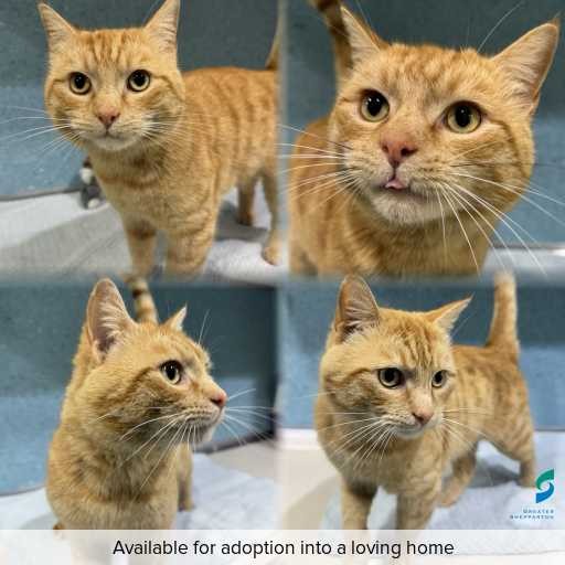 Photo of cat with ID of : C260776.