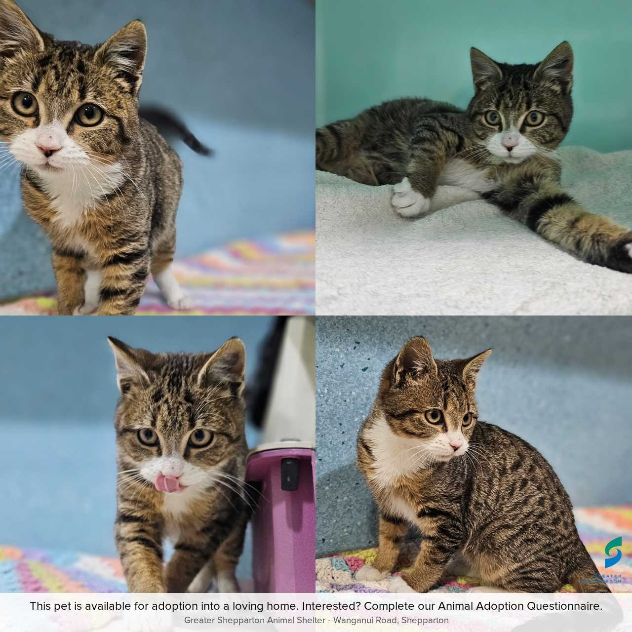 C260785 Snickers