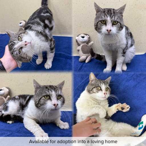 Photo of cat with ID of : C260803.