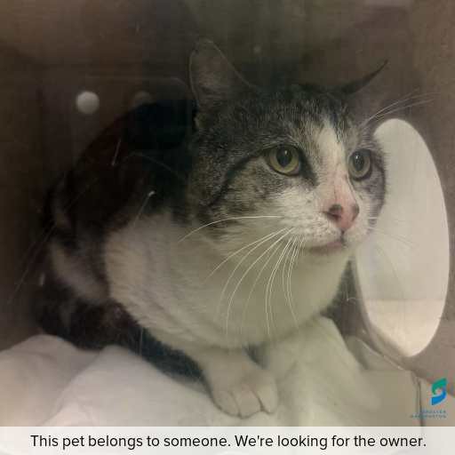 Photo of cat with ID of : C260803.