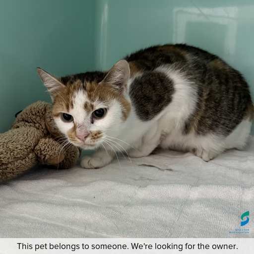 Photo of cat with ID of : C260806.