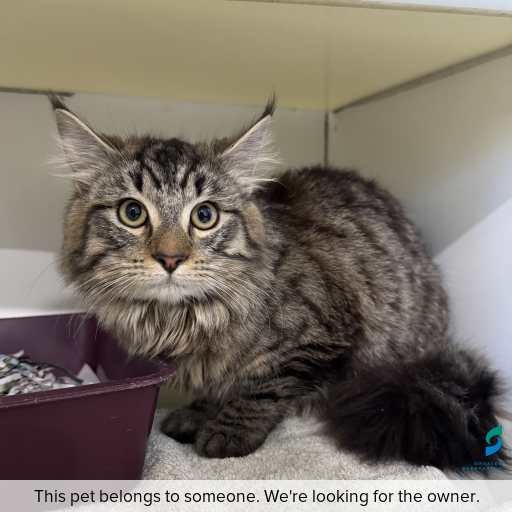 Photo of cat with ID of : C260812.