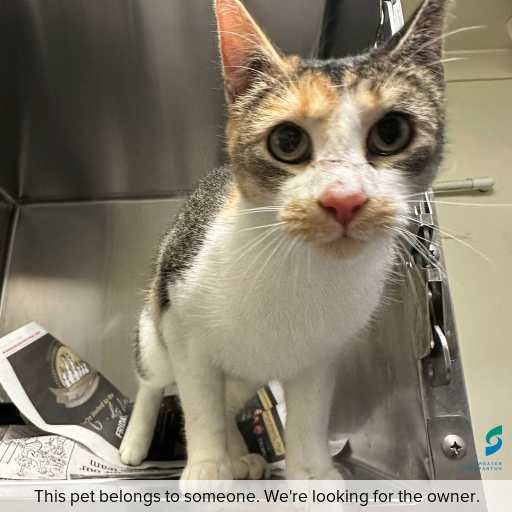 Photo of cat with ID of : C260813.