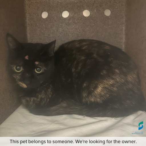 Photo of cat with ID of : C260819.