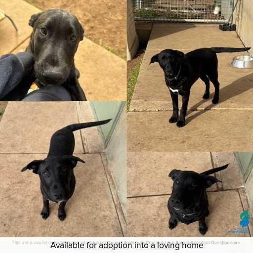 Photo of dog with ID of : D250305.