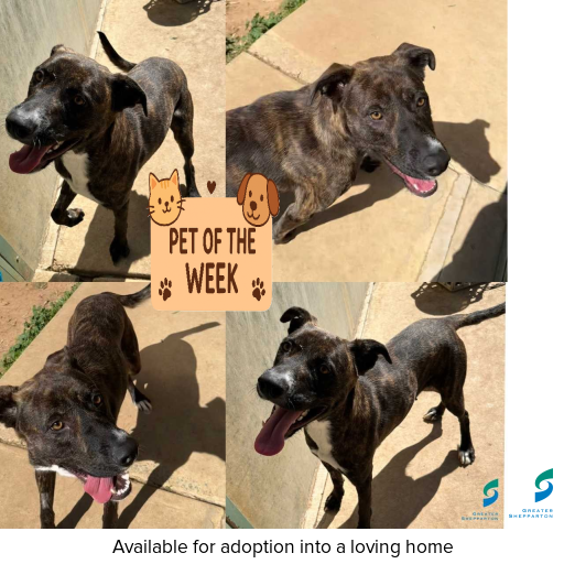 Photo of dog with ID of : D250338.