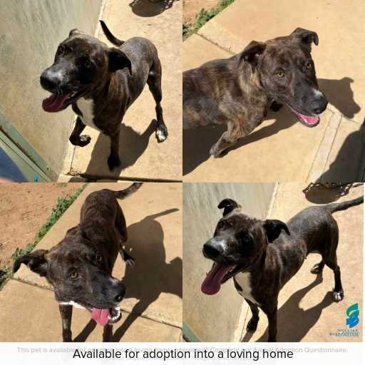 Photo of dog with ID of : D250338.