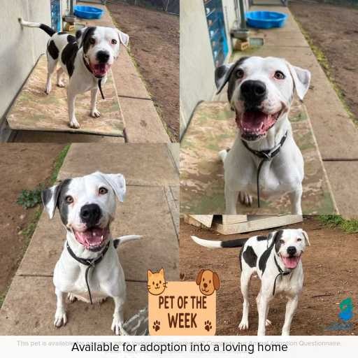 Photo of dog with ID of : D250373.
