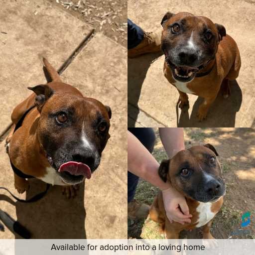 Photo of dog with ID of : D250514.