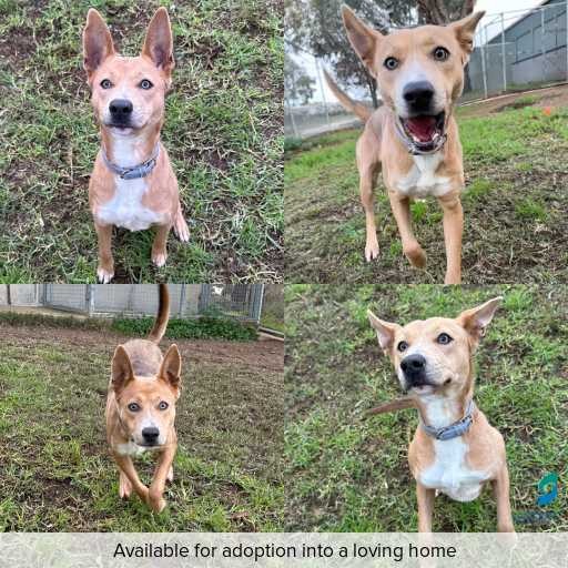 Photo of dog with ID of : D260374.