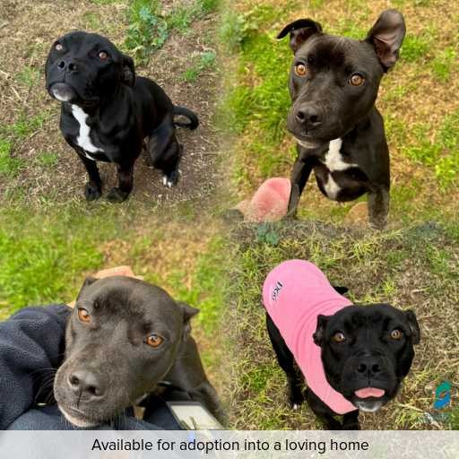 Photo of dog with ID of : D260426.