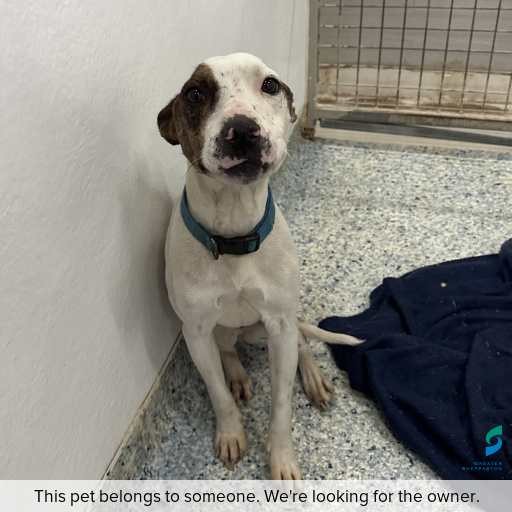 Photo of dog with ID of : D260482.