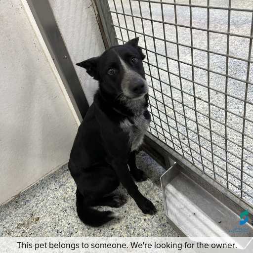 Photo of dog with ID of : D260483.