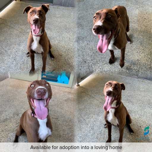 Photo of dog with ID of : D260505.