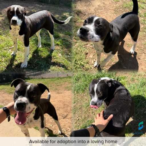 Photo of dog with ID of : D260479.