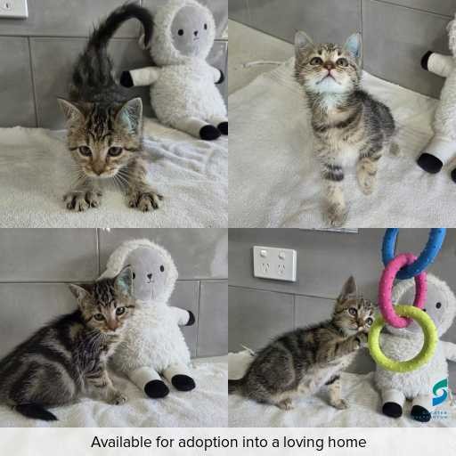 Photo of cat with ID of : C260198.