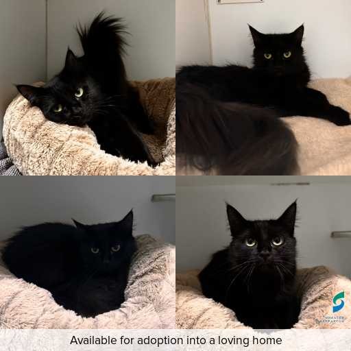 Photo of cat with ID of : C260119.