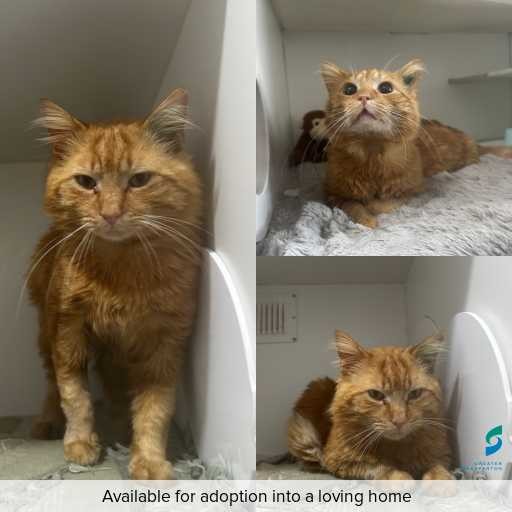 Photo of cat with ID of : C250861.