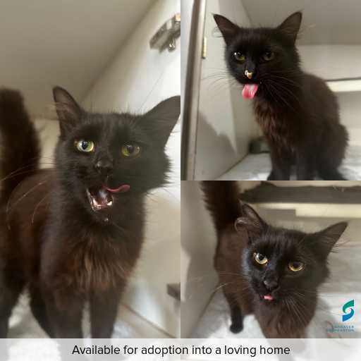 Photo of cat with ID of : C250997.