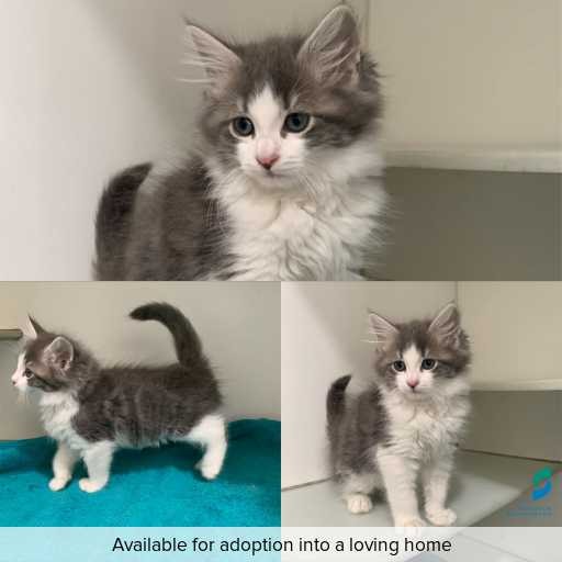 Photo of cat with ID of : C251039.