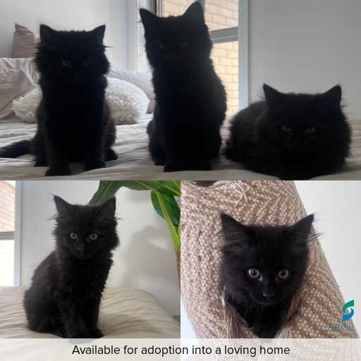 Photo of cat with ID of : C251066.