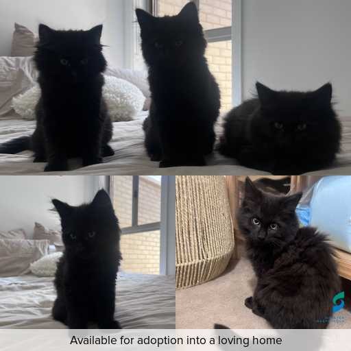 Photo of cat with ID of : C251068.