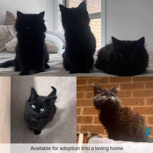 Photo of cat with ID of : C251069.