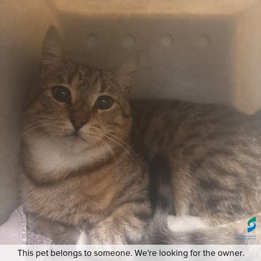 Photo of cat with ID of : C251252.