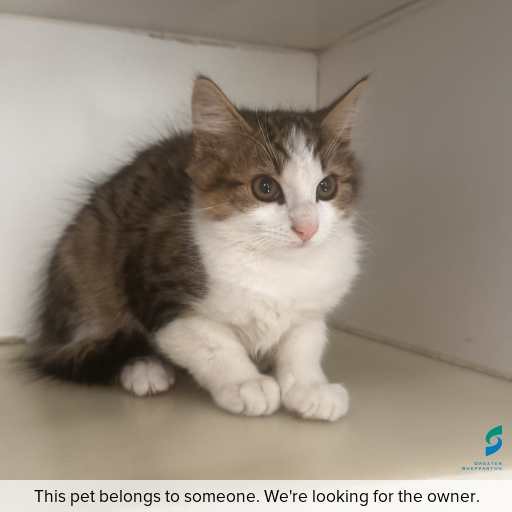 Photo of cat with ID of : C251347.