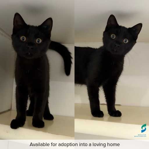 Photo of cat with ID of : C260080.