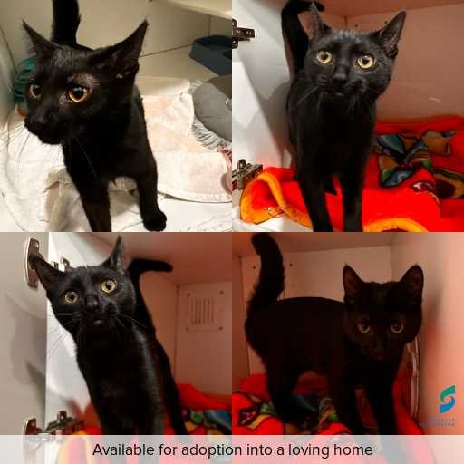 Photo of cat with ID of : C260063.