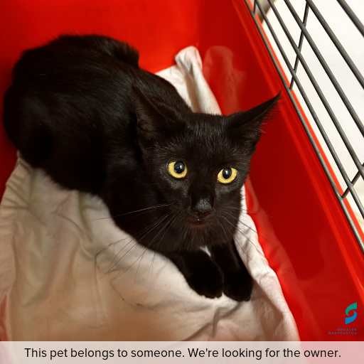 Photo of cat with ID of : C260172.