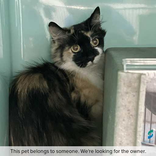 Photo of cat with ID of : C260178.