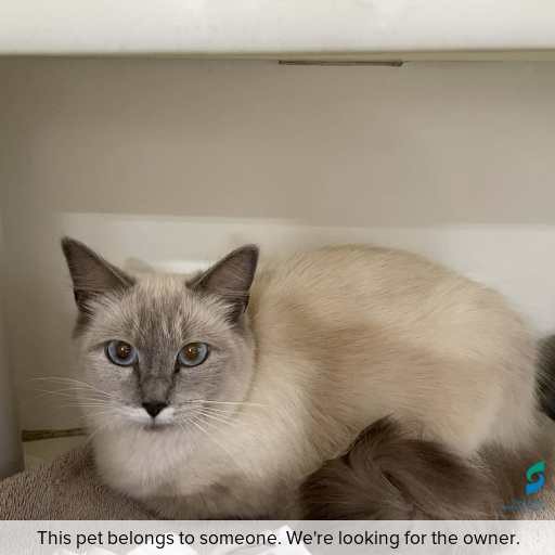 Photo of cat with ID of : C260179.