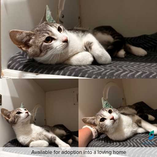 Photo of cat with ID of : C260185.