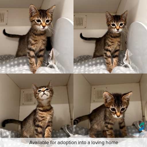 Photo of cat with ID of : C260230.