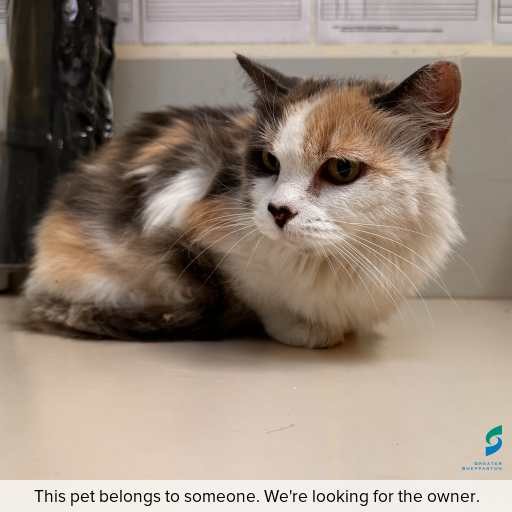 Photo of cat with ID of : C260234.
