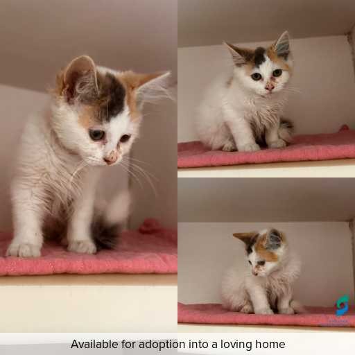 Photo of cat with ID of : C260259.