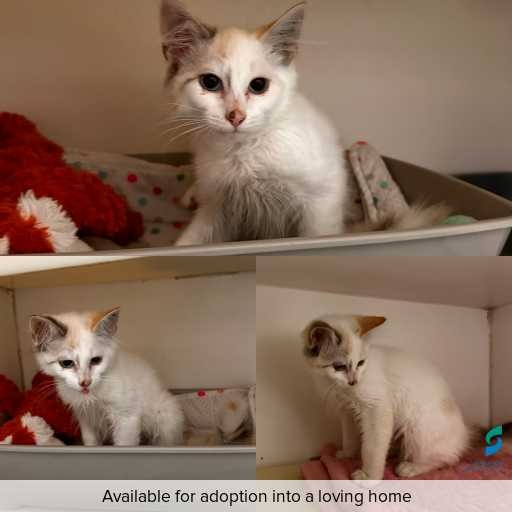 Photo of cat with ID of : C260260.