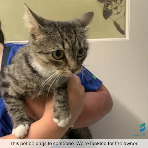 Photo of cat with ID of : C260290.