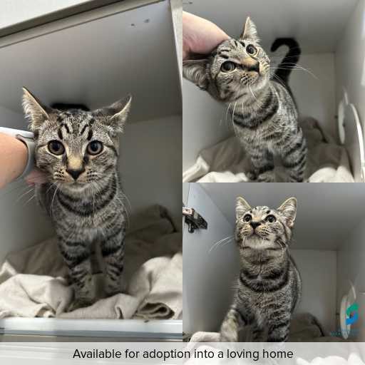 Photo of cat with ID of : C260293.