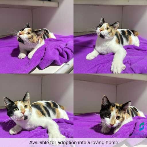 Photo of cat with ID of : C260318.