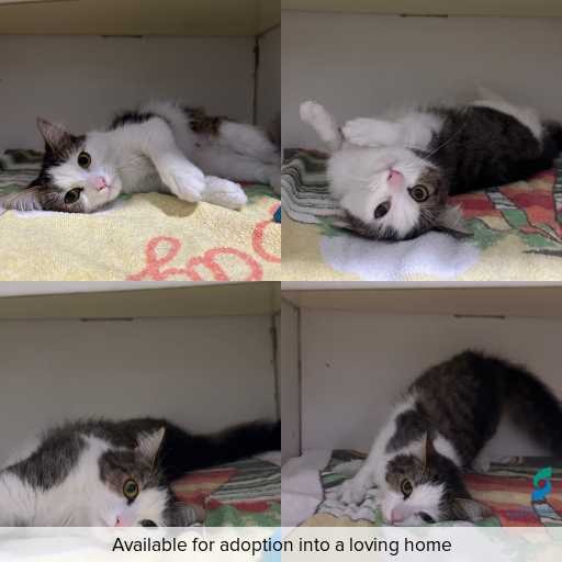 Photo of cat with ID of : C260349.