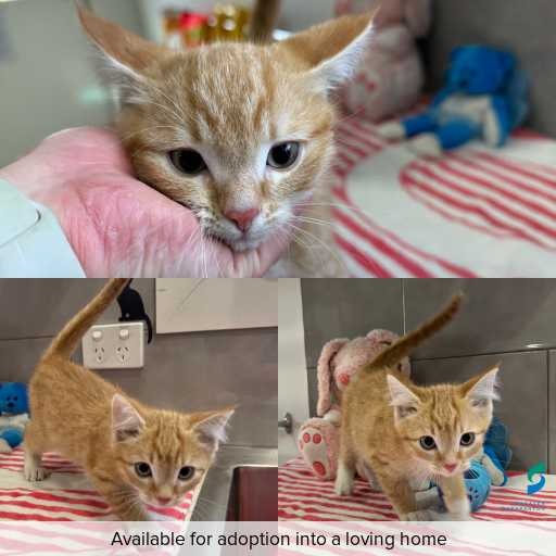 Photo of cat with ID of : C260366.