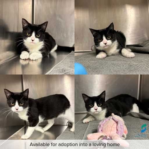 Photo of cat with ID of : C260376.