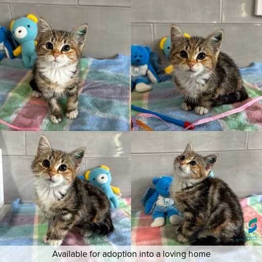 Photo of cat with ID of : C260387.