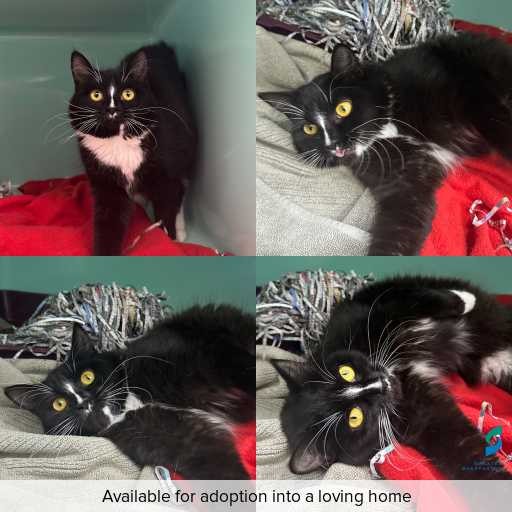 Photo of cat with ID of : C260394.