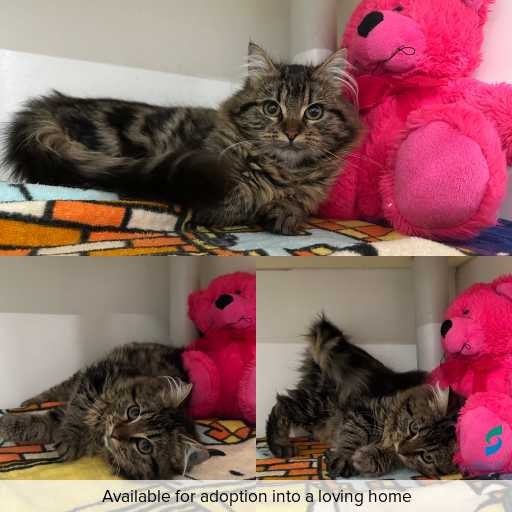 Photo of cat with ID of : C260410.
